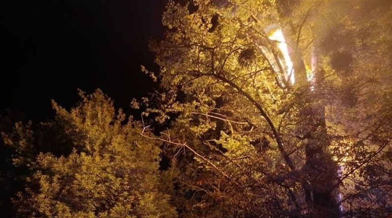 На кладовищі в Переяславі загорілося дерево: хроніка поліції