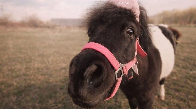Коні, службові собаки та ярмарок: 7 березня у Первомайську — свято, яке не варто пропускати