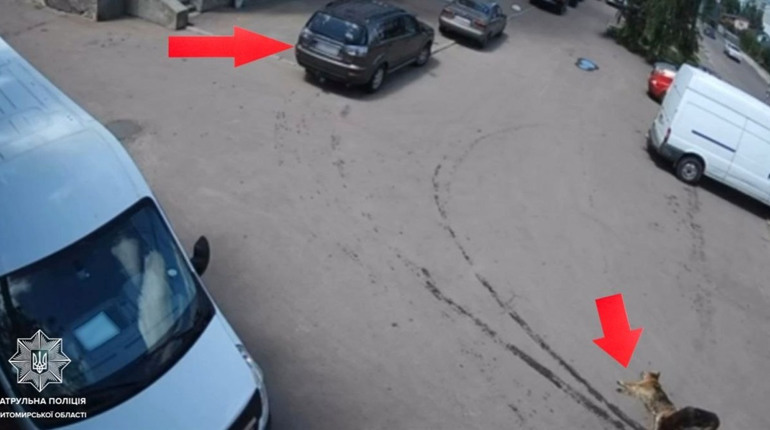 Водій збив собаку і залишив її помирати: поліцейські вилучили автівку та відкрили кримінальну справу