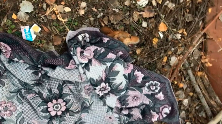 «Мучилася у конвульсіях на очах у дітей». Небайдужі конотопці врятували від отруєння бездомну собаку