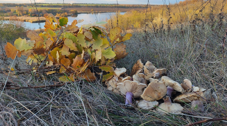 Чи потрібен дозвіл для збирання грибів і ягід у лісі