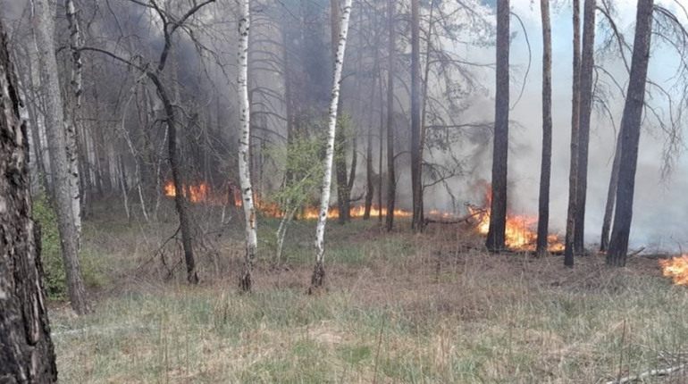Як дим лісових пожеж впливає на наше здоров'я?