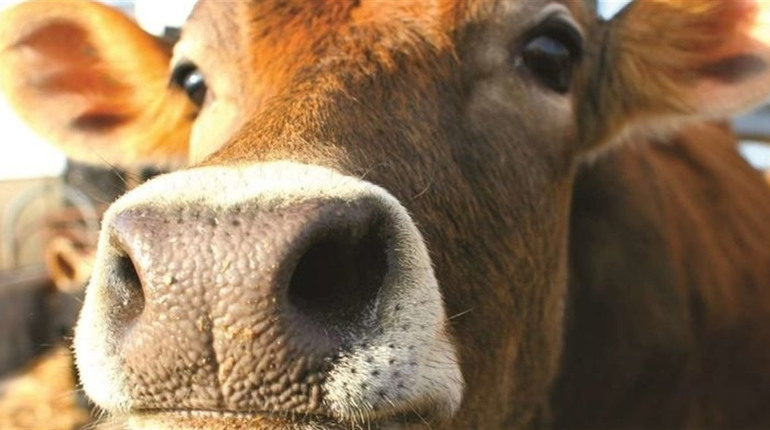 На Старосинявщині заборонили продаж молока: у господарствах виявили небезпечну хворобу у корів