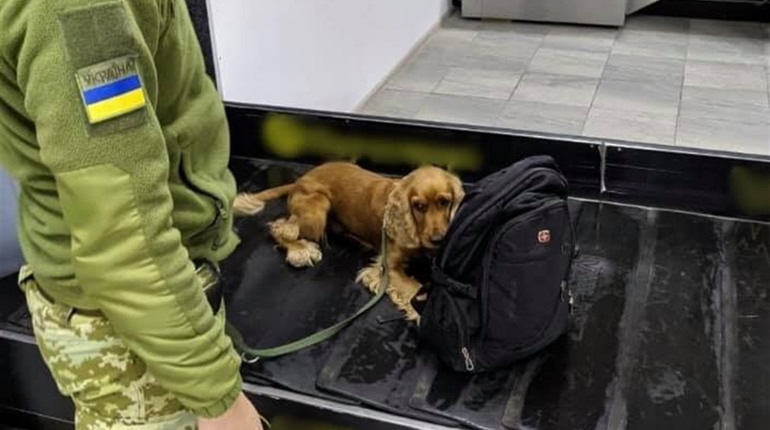 У херсонському аеропорту службовий собака виявив у іноземця зброю