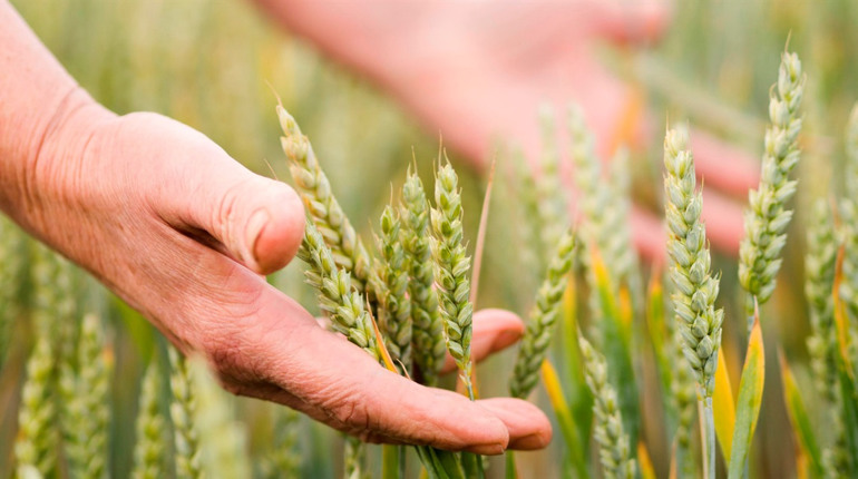 «Щиро вітаю вас із Днем працівників сільського господарства!»: Борис Воронін, голова ФГ «Меркурій Б»