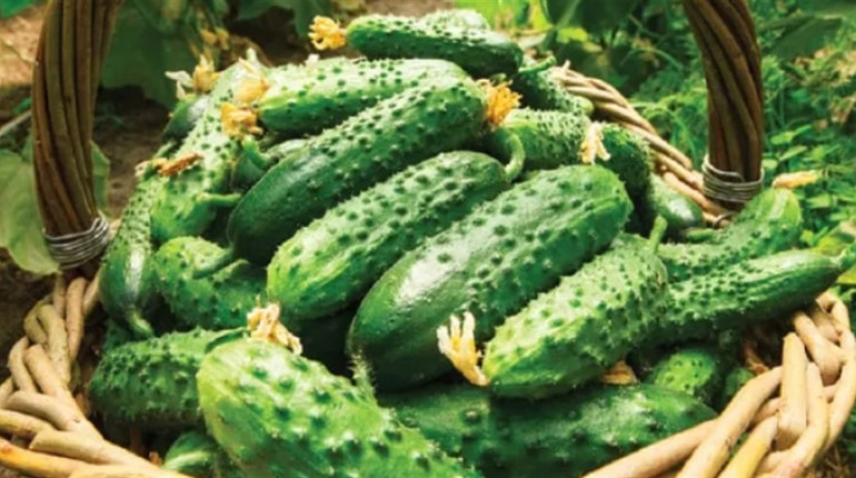 Хрусткий делікатес із грядки — корнішони, що завойовують серця гурманів