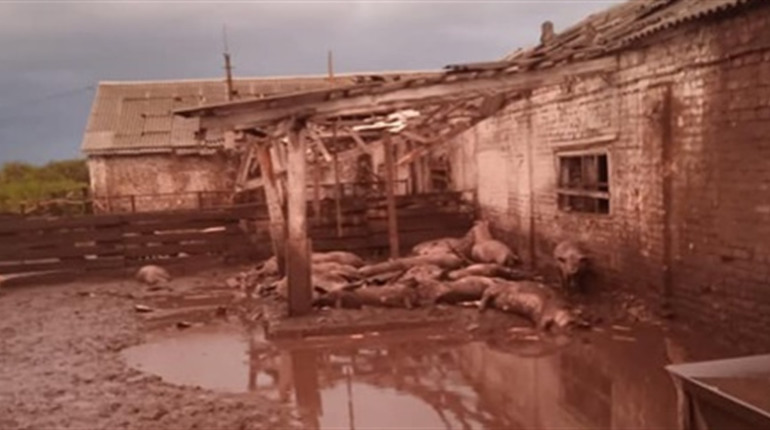 Зруйнували свинокомплекс, водонапірну вежу, убили людину: наслідки обстрілу села Волфине