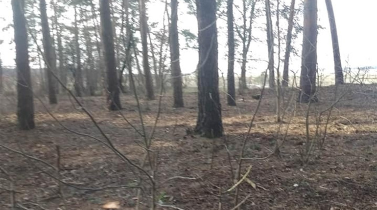 Кременчанин два тижні самотужки розчищає від сміття територію у лісі, де купив господарку