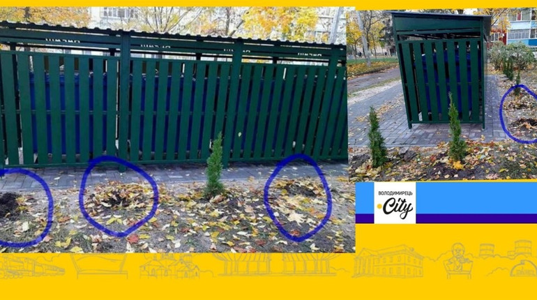 У Вараші викрали туї, висаджені комунальниками. Що відомо?