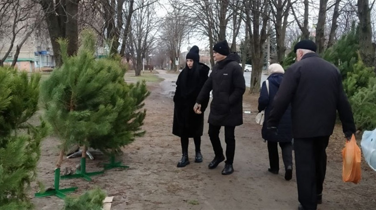 Де у Жовтих Водах придбати живу ялинку та які ціни: огляд