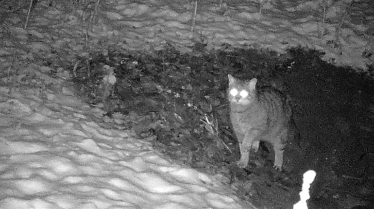 На Чортківщині за допомогою фотопасток зафіксували червонокнижного лісового кота