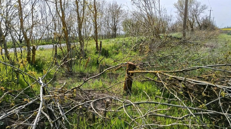 В Одеському районі незаконно вирубали понад 300 дерев у лісосмузі: збитки — понад 692 тисячі гривень