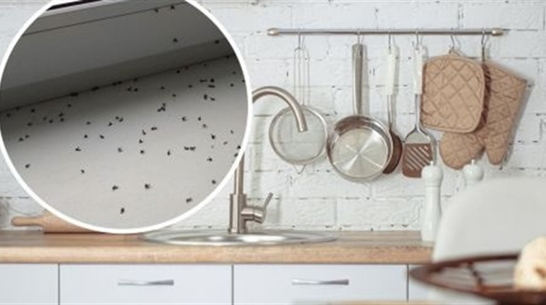 Як вибрати засіб від мошок для дому, кухні й балкона