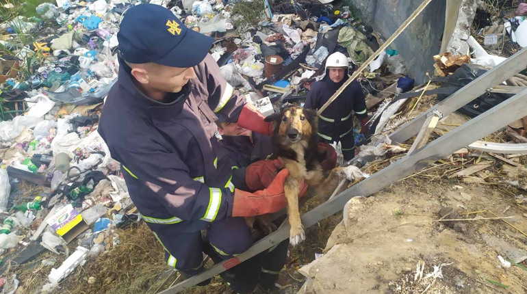 Нетішинські надзвичайники врятували двох собак з чотириметрової пастки