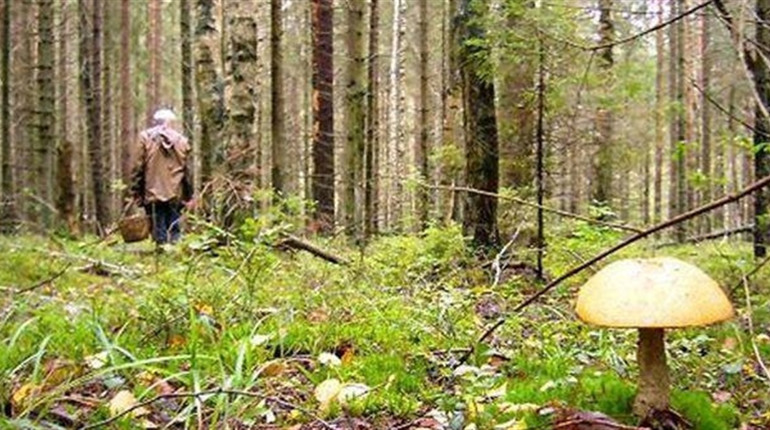 Три тижні рідні шукають родича, який пішов у ліс і не повернувся