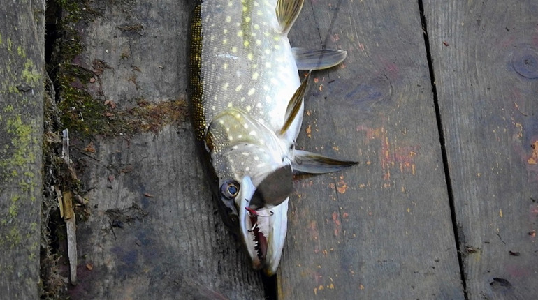 На Вінниччині з 15 лютого заборонять вилов щуки: штраф — 3 468 грн за рибину