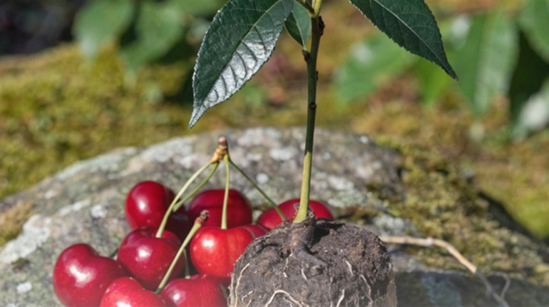 Україна зможе експортувати до ЄС саджанці вишні