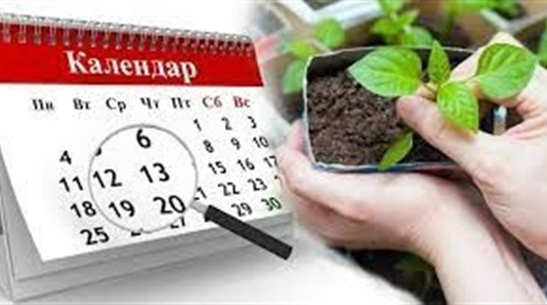Місячний посівний календар на травень 2023 року: що садити та сіяти в саду і на городі