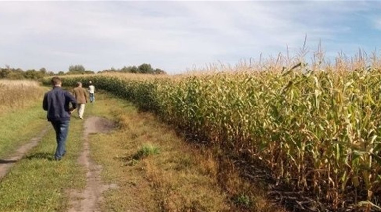 Вбивство на польовій дорозі на Одещині: поліція розшукала зловмисника