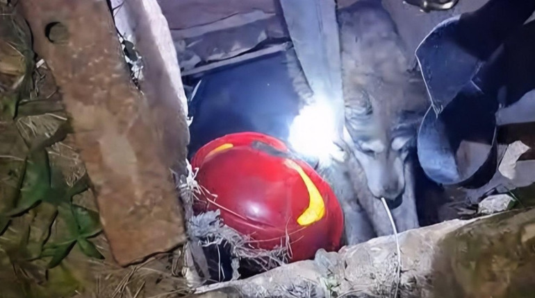 Рятувальники Ізмаїльщини та Одеси за день визволили двох собак із пасток