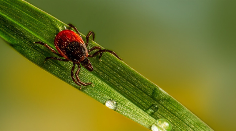 Обережно, кліщі! Все, що варто знати для вашої безпеки та як захиститися від небажаних сусідів