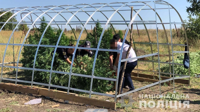 Біляївський аграрій вирощував в теплицях коноплі: його викрила поліція  