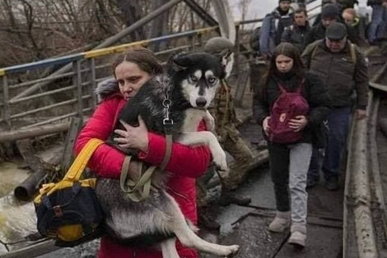 Як перетнути кордон ЄС з тваринами