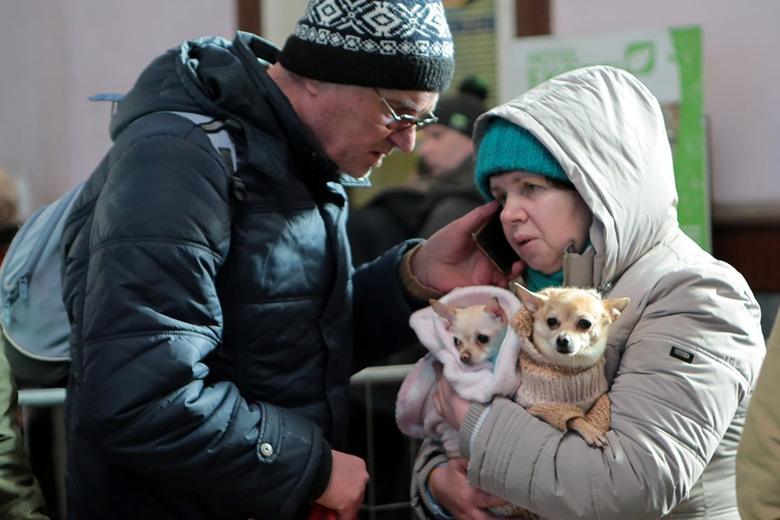 Ми відповідальні за тих, кого приручили. Фоторепортаж з евакуйованими тваринками