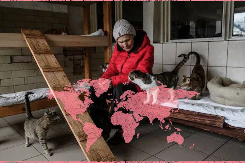 5 тижнів годувала лева під обстрілами. Як 77-річна пенсіонерка з Гостомеля рятувала тварин