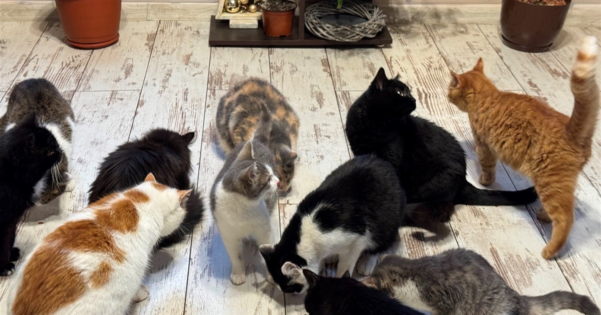 "Дім котів" на Житомирщині просить про допомогу: понад 200 тварин потребують їжі та тепла