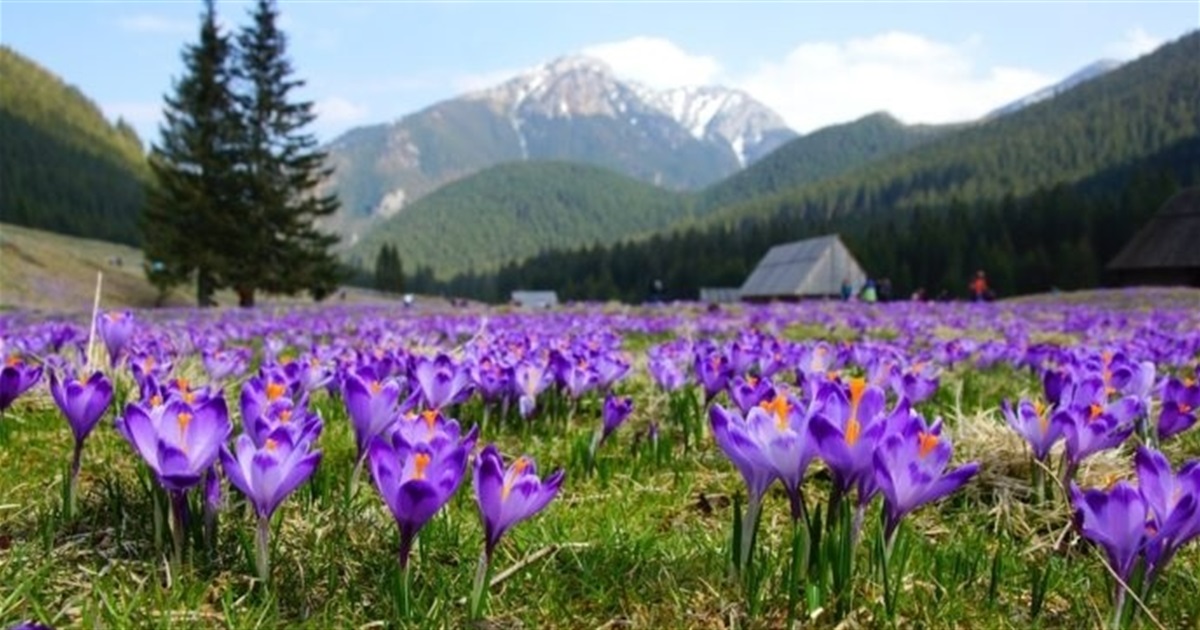 Крокуси на Закарпатті 2026 — коли і де побачити цвітіння шафрану Гейфеля