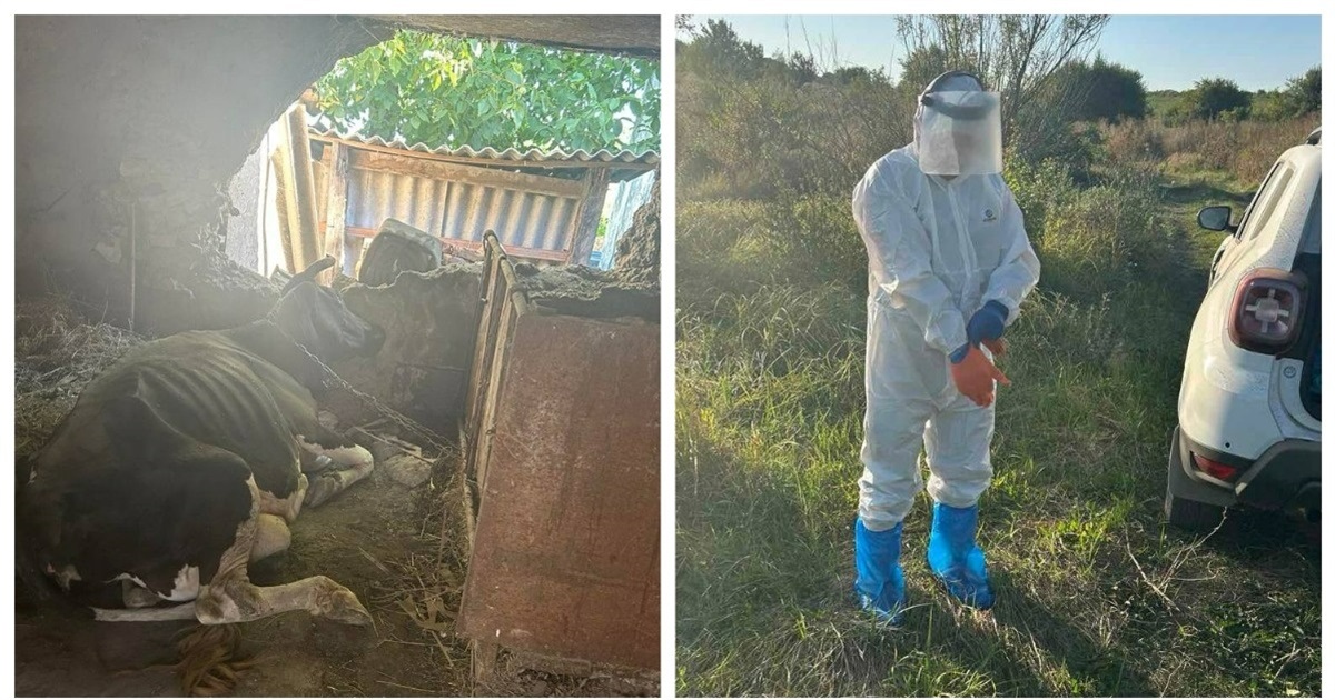 У селі Мала Жмеринка зафіксували випадок сказу у корови: Марта 10 років була частиною родини