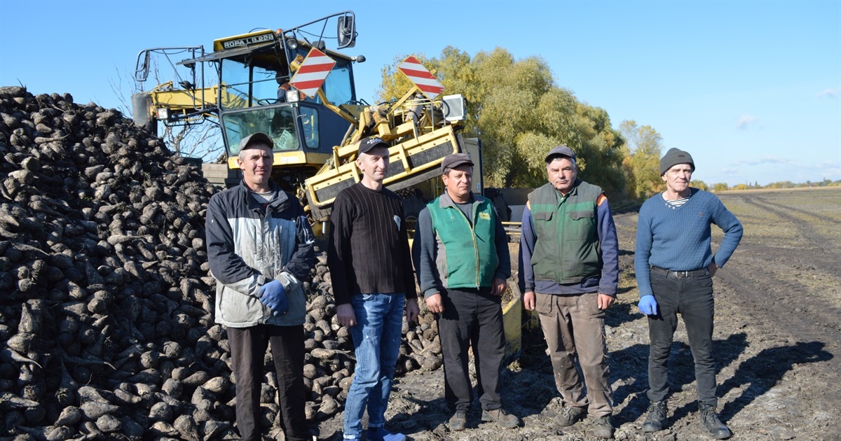 У господарстві «Земля Переяславщини» тривають «солодкі» жнива