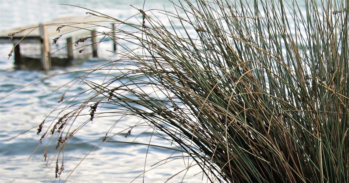 Все життя ви називали їх неправильно. Комиш, рогіз та очерет - вчимося відрізняти рослини Дністра