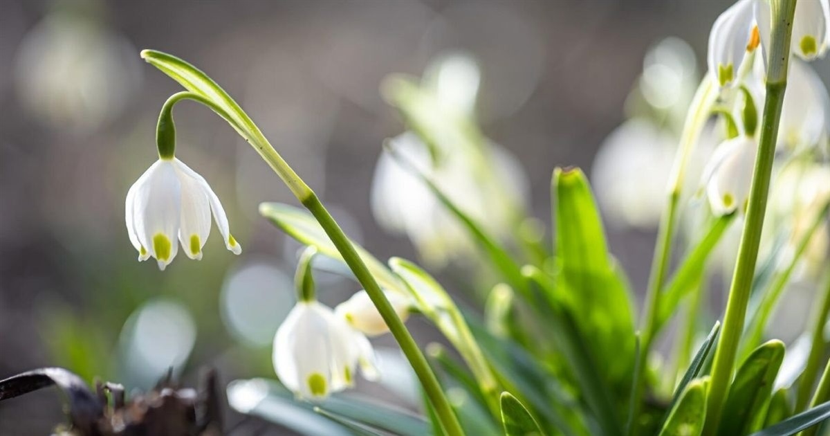 Найближчими днями невеликі опади і туман: яку погоду прогнозують синоптики