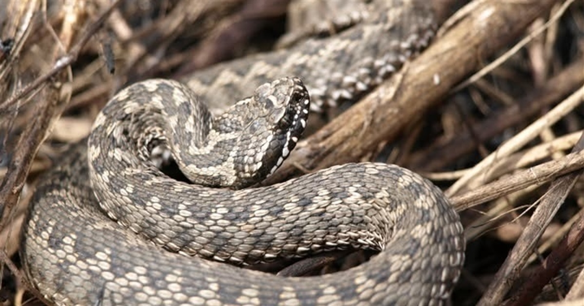 Зміїний сезон на Миколаївщині: як південноукраїнцям вберегтися від небажаних зустрічей