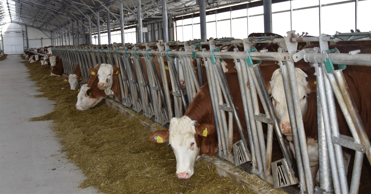 На Звягельщині відкрили нову органічну молочну ферму