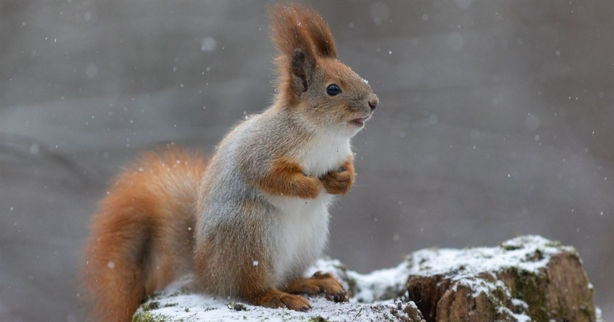 Сніг, хуртовини та ожеледиця: яку погоду прогнозують синоптики на вихідні