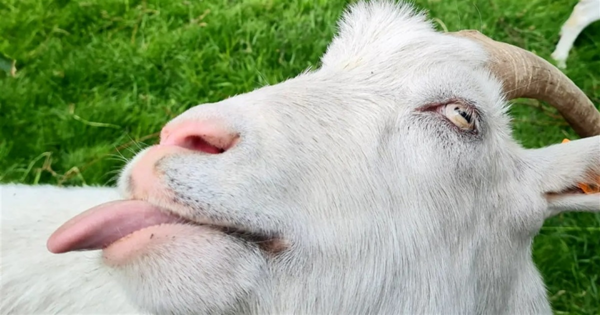 Пермьдегі Fiat Ducato автокөлігіндегі мойынтіректерді ауыстыру