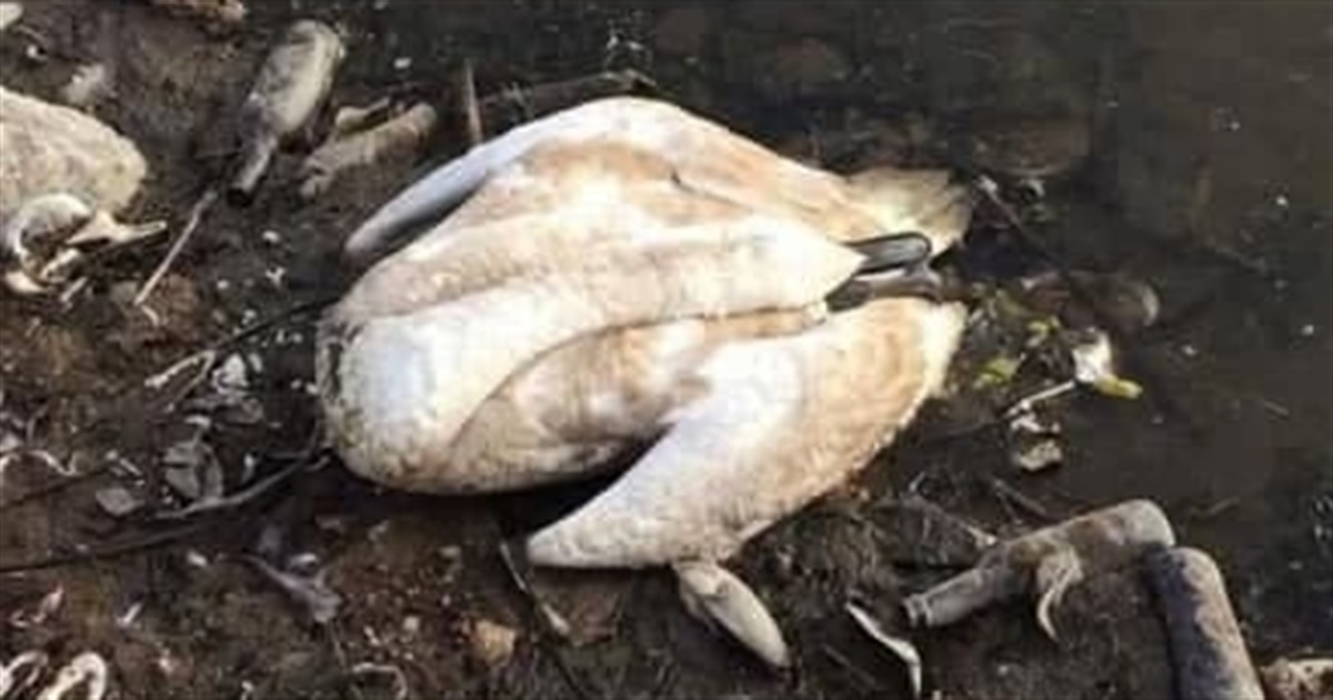 За фактом загибелі лебедів у Жмеринському районі прокуратура здійснює процесуальне керівництво