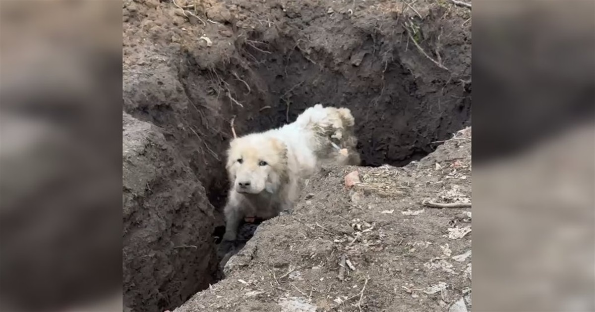 Волонтери врятували алабая з Дружківки, він впав у яму. Собаку покинув господар, який евакуювався