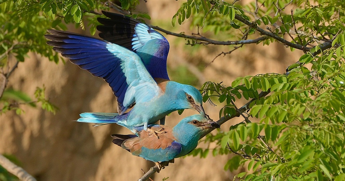 Строкаті та яскраві птахи української Амазонки: різнокольорове птаство берегів Дністра