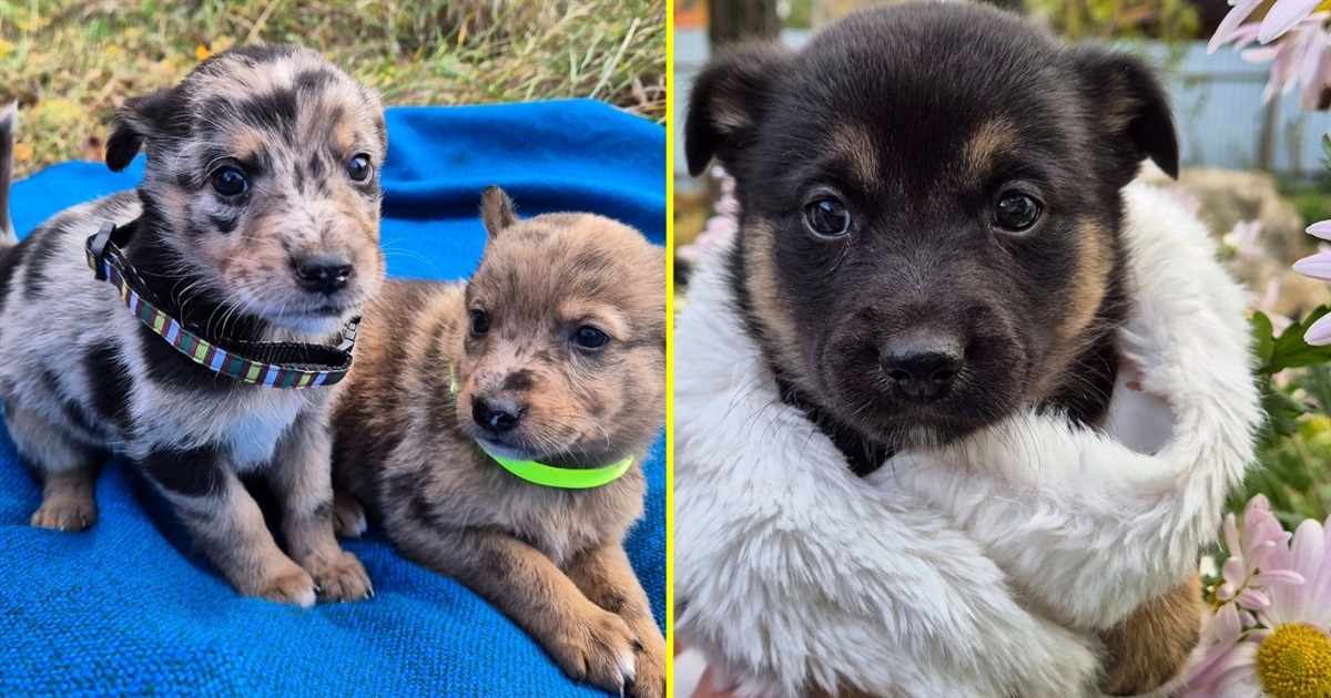 На Переяславщині організація "У добрі руки" терміново шукає господарів для цуценят