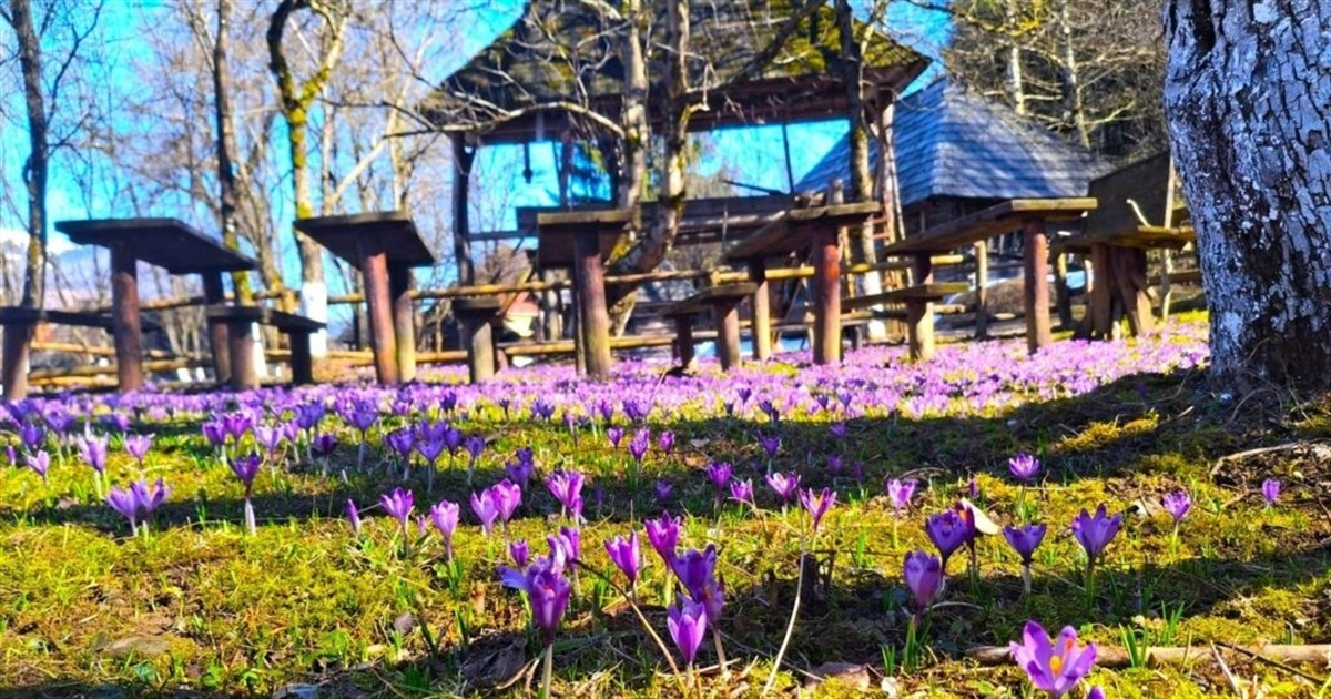 Колочава — не тільки про крокуси. Що подивитися у одному з найкращих сіл світу і як дістатися