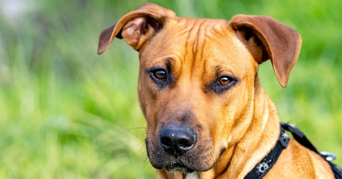 У двох домашніх собак на Звягельщині виявили сказ: яка загрозлива зона