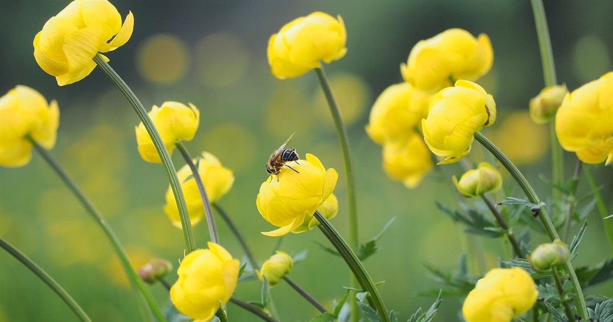 🐝Лікувальна сила бджільництва: важливе нагадування про значення бджіл для екосистеми Дністра
