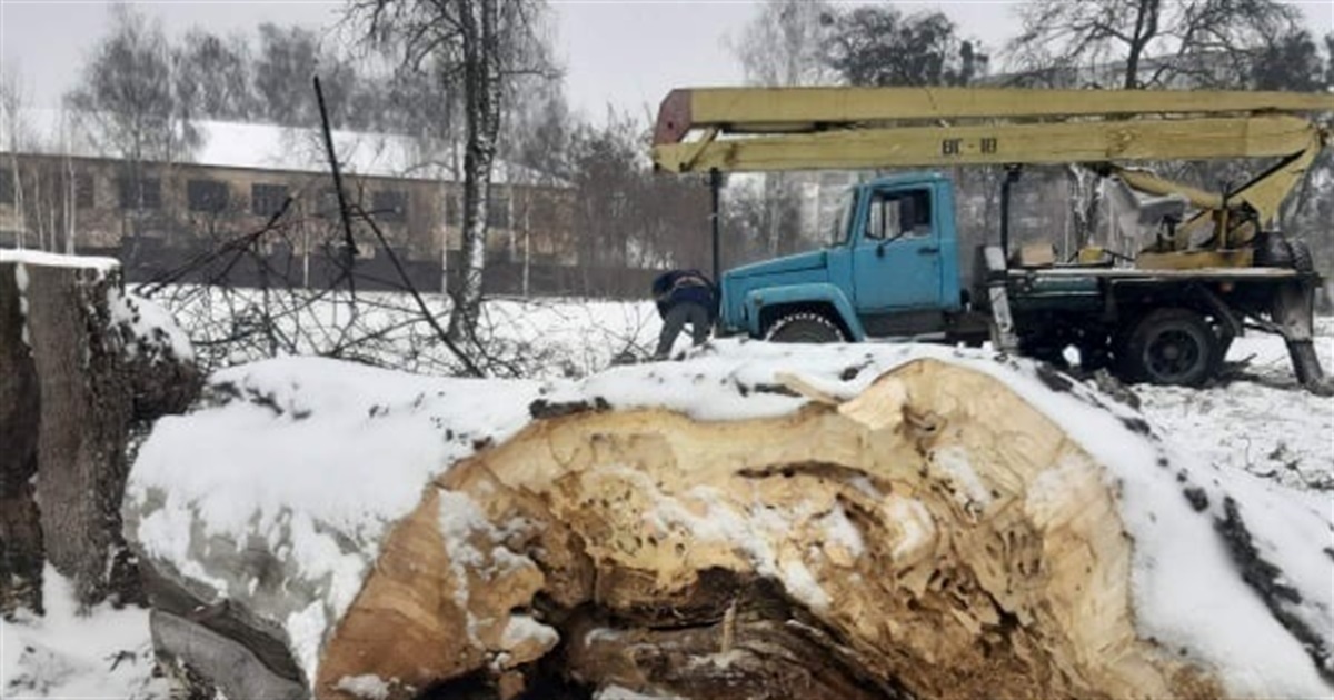 В Новограді почали рубати аварійні дерева та кронувати старі