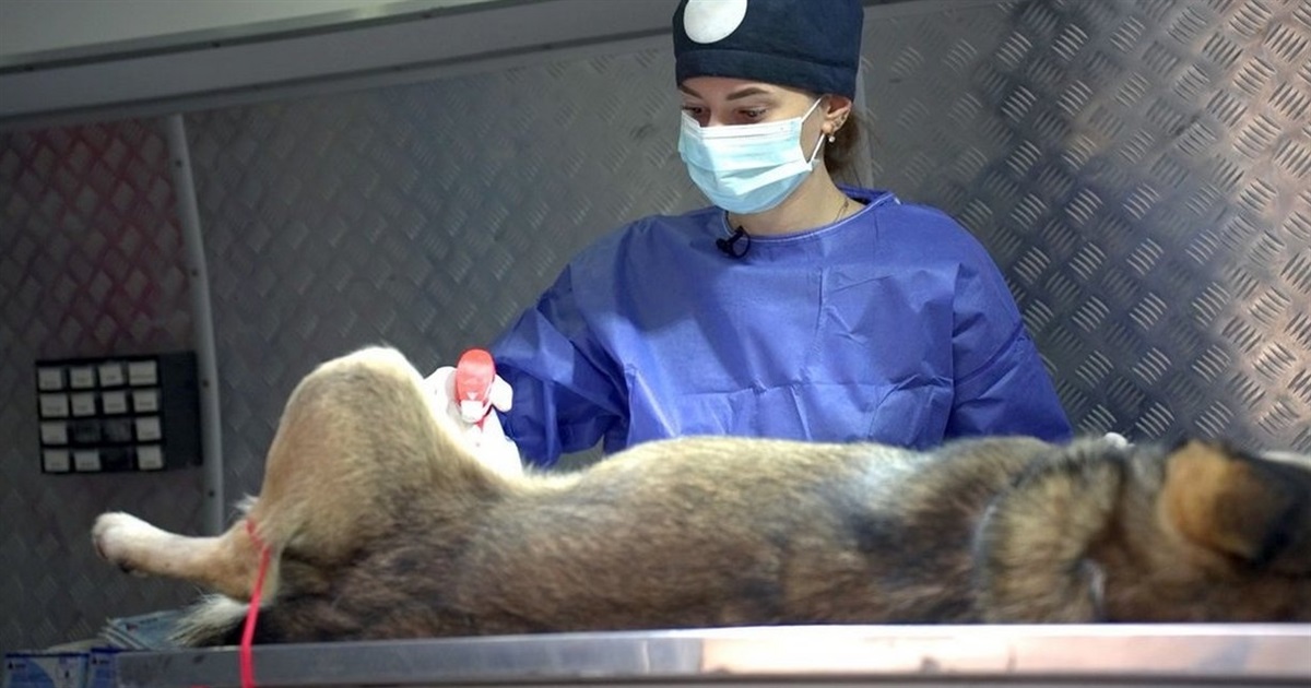 В Ізмаїлі простерилізували 200 безхатніх собак, планується ще 300