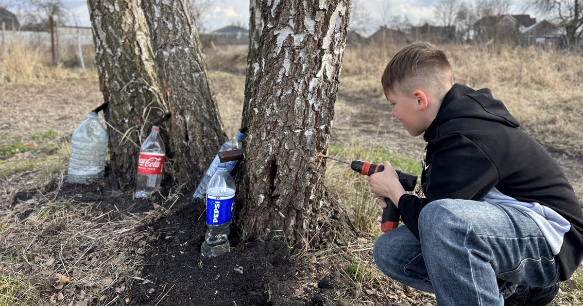 Сезон березового соку на Сарненщині: досвідом збору діляться місцеві жителі