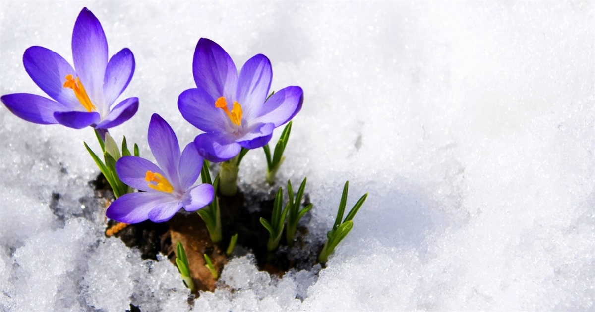 Весна набирає обертів: в середу на Сумщині - до +14 градусів